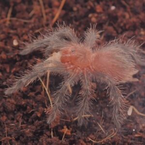 パンパスタウニーレッド/Grammostola grossa 1匹 幼体 タランチュラ