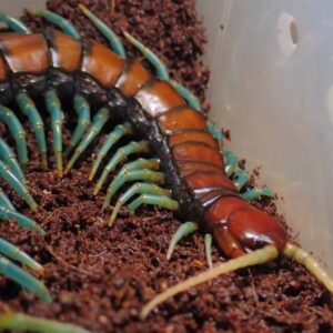 ベトナムミントレッグ 1匹 ムカデ