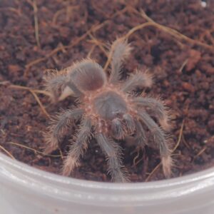 コスタリカンレッドレッグ/Abdomegaphobema mesomelas 1匹 幼体 タランチュラ