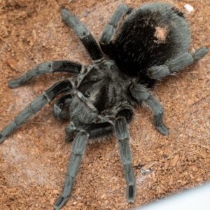 ブラジリアンブラック/Grammostola pulchra 1匹 幼体 タランチュラ