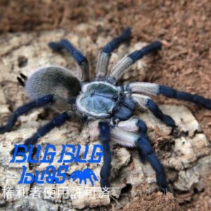 ソコトラアイランドブルーバブーン/Monocentropus balfouri 1匹 幼体 タランチュラ