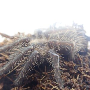 コバルトツリースパイダー/Ornithoctoninae sp. Phan Cay 1匹　タランチュラ
