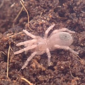 コロンビアショートヘアー/Pseudhapalopus sp. Kurzhaar 1匹 幼体 タランチュラ