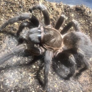 コスタリカンブルーフロント　幼体　1匹　タランチュラ
