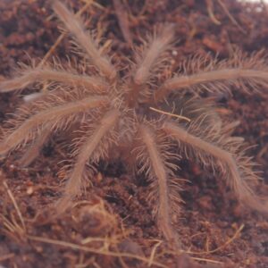 ボリビアンブルー/Pamphobeteus antinous “Big Black” 1匹 幼体 タランチュラ