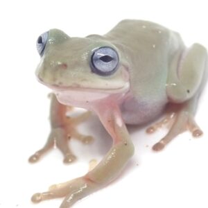 イエアメガエル　ブルーアイ　1匹