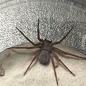 Sicarius thomisoides 幼体 1匹
