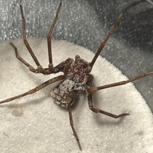 Sicarius gracilis 幼体 1匹