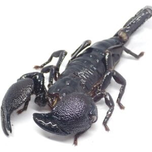 ダイオウサソリ　1匹