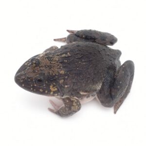 ババトラフガエル　パラドックス　メラニスティック　１匹　カエル