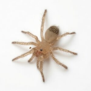 メキシカンフレイムニー/Brachypelma auratum 幼体 1匹