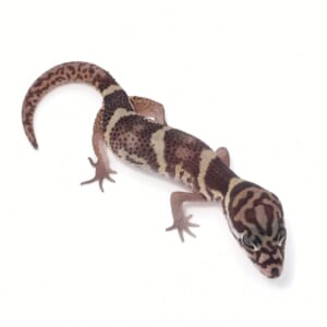 ボウシトカゲモドキ