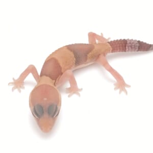 ニシアフリカトカゲモドキ “アメルゼロ”③