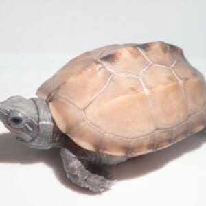 クサガメ “パステルアザンティック“