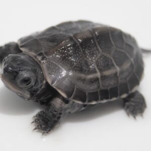 クサガメ “アザンティック”