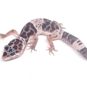 ダイオウトカゲモドキ