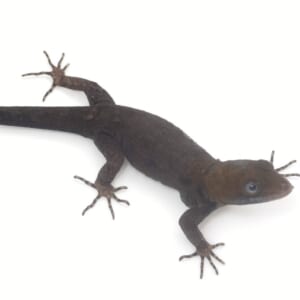 キガシライロワケヤモリ ペア